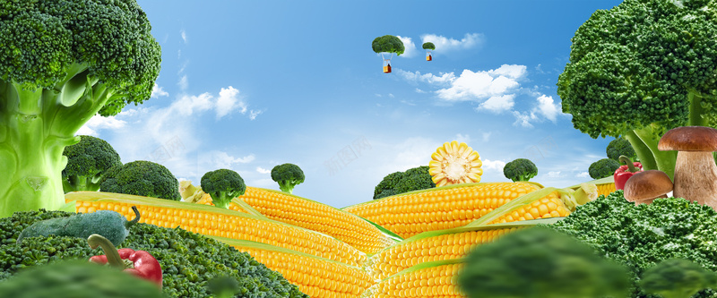 玉米蔬菜风景banner摄影图片