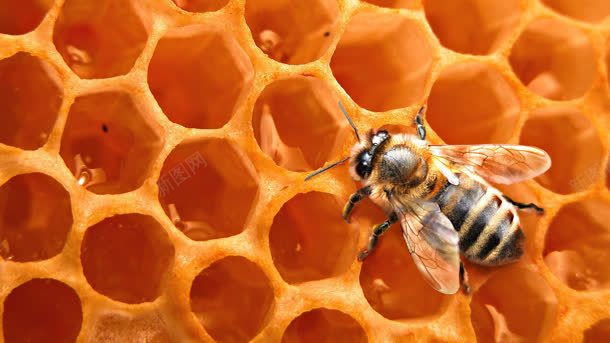 黄色蜜蜂蜂巢活力jpg设计背景_新图网 https://ixintu.com 活力 蜂巢 蜜蜂 黄色