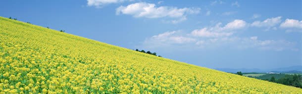 油菜花主题背景jpg设计背景_新图网 https://ixintu.com 化妆品 唯美背景 女装背景 女鞋 活动背景 海报背景 男装