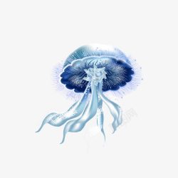 水母素材