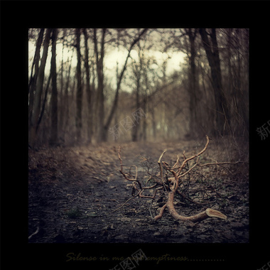 森林的枯树枝摄影图片