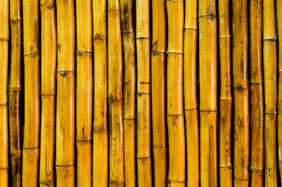 黄色竹子背景背景