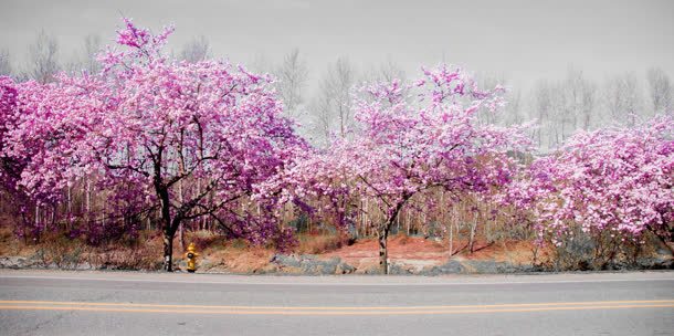 粉色花朵宁静公路jpg设计背景_新图网 https://ixintu.com 公路 宁静 粉色 花朵