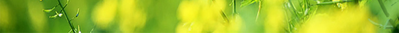你好四月油菜花海报psd设计背景_新图网 https://ixintu.com 你好四月油菜花海报免费下载 创意海报 四月你好 月份海报 油菜花 清新 黄色