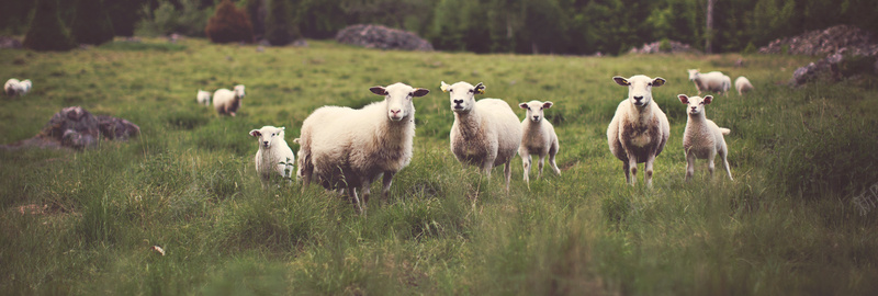 草原绵羊背景摄影图片