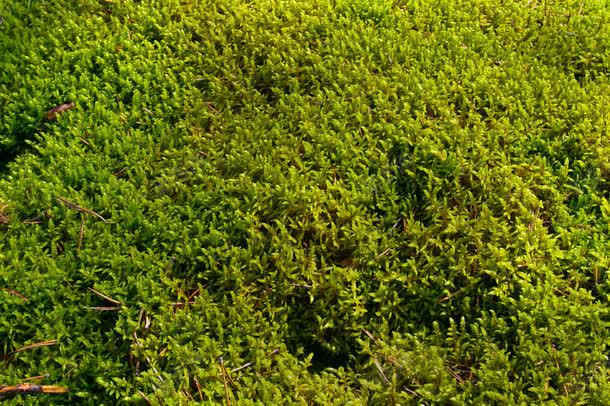 草地植物背景jpg设计背景_新图网 https://ixintu.com 其它类别 图片素材 植物背景 绿地背景 背景底纹 背景花边 草地植物背景图片 草地植物背景图片素材下载 草地背景