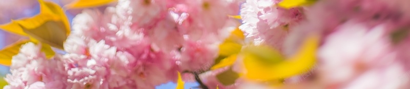 春天花朵自然野外10jpg设计背景_新图网 https://ixintu.com 春天 自然 花朵 野外