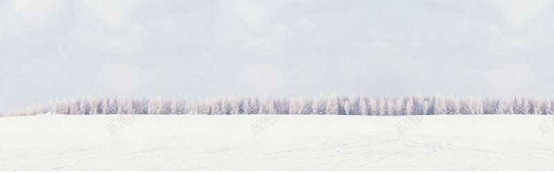 雪地松树背景摄影图片