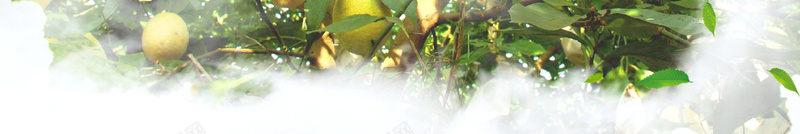 水墨柠檬果园广告宣传海报背景psd设计背景_新图网 https://ixintu.com 广告设计 开心 柠檬 柠檬宣传 柠檬广告 柠檬果园 柠檬汁 水果超市 海报背景 蜜浸柠檬 超市传单 采摘园 青柠檬
