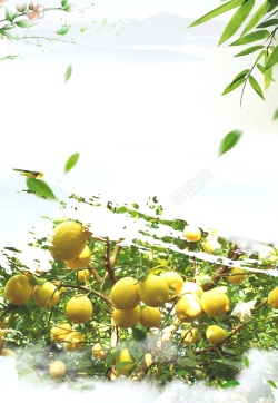 蜜芽广告水墨柠檬果园广告宣传海报背景高清图片