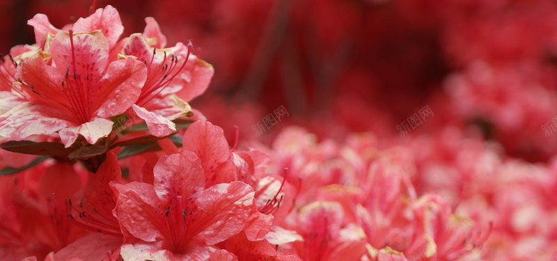 红色的花朵摄影图片