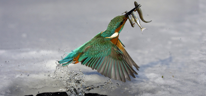 简笔画鸟冰里废飞出的水鸟摄影图片