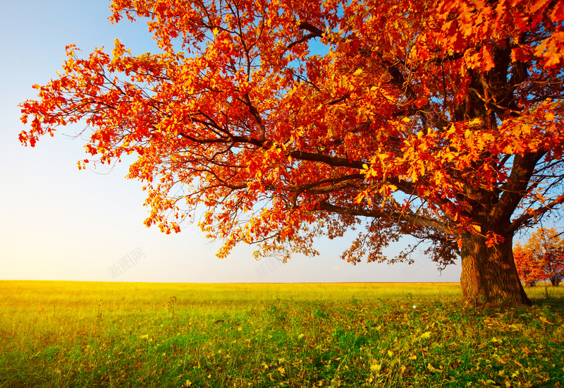秋天的美景jpg_新图网 https://ixintu.com 大树喜欢 摄影 枫叶 秋色 花海草地 风景