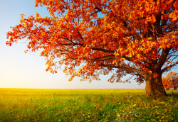 大树喜欢秋天的美景高清图片