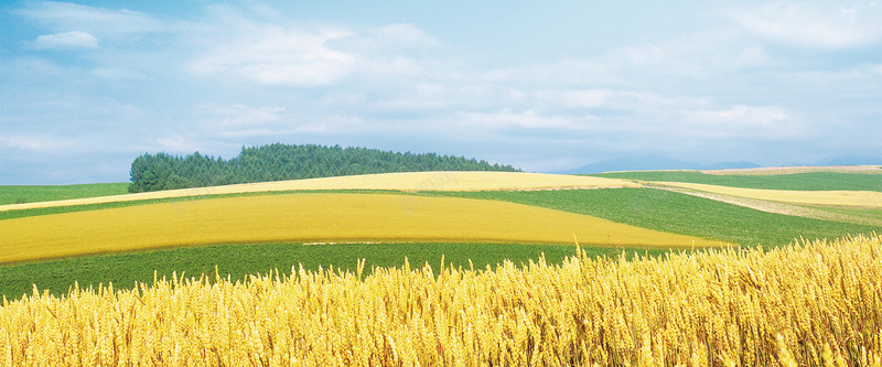 麦子小清新背景bannerjpg设计背景_新图网 https://ixintu.com banner 乡间 全屏背景 小清新 植物 田野 麦子 麦田