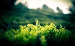 阳光下的美女阳光下繁茂的绿色植物高清图片