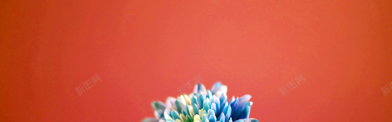 花朵植物风景海报背景jpg设计背景_新图网 https://ixintu.com 多肉植物 摄影 植物 海报banner 海报背景 花朵 风景