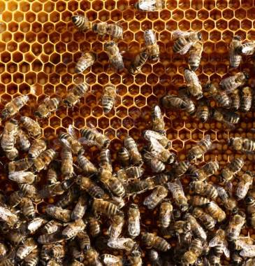蜂窝上忙碌的蜜蜂背景