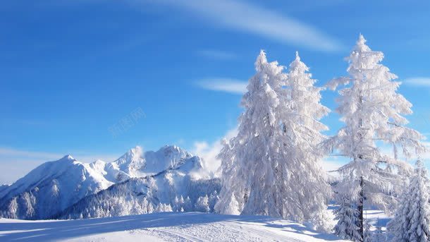 白色创意大树冬日jpg设计背景_新图网 https://ixintu.com 冬日 创意 大树 白色 设计