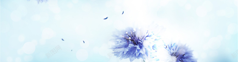 花psd_新图网 https://ixintu.com 摄影 海报banner 花 花朵 花瓣 蓝色 风景