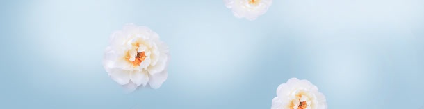 化妆品宣传海报jpg设计背景_新图网 https://ixintu.com 促销海报 促销海报设计 化妆品 化妆品海报 唯美 梦幻花朵 洁白花朵 花朵