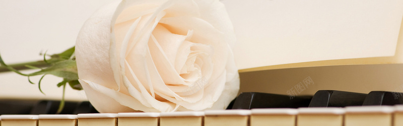 钢琴音符背景矢量素材唯美玫瑰与钢琴背景摄影图片