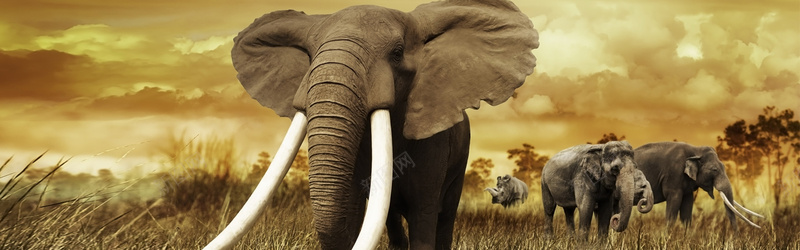 非洲大象jpg_新图网 https://ixintu.com 大象 摄影 海报banner 风景