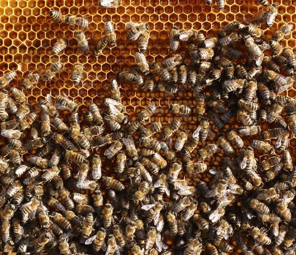 正在蜂窝上忙碌的蜜蜂jpg设计背景_新图网 https://ixintu.com 图片素材 底纹背景 正在蜂窝上忙碌的蜜蜂图片 正在蜂窝上忙碌的蜜蜂图片素材下载 背景花边 蜂巢 蜂窝 蜂胶 蜂蜜 蜜蜂 蜜蜂窝 补品