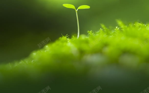 治愈绿色小草背景