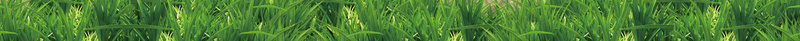绿色典雅的照片墙展板背景psd设计背景_新图网 https://ixintu.com 公司成果照片展示 向日葵 展示墙样机海报 心形 手 有质感的背景 绿色典雅的照片墙设计图片下载 草地 蝴蝶 青藤