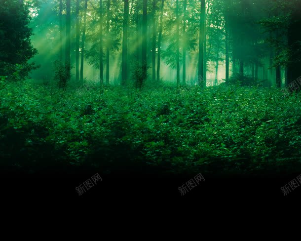 绿色森林树木植物jpg设计背景_新图网 https://ixintu.com 树木 森林 植物 绿色