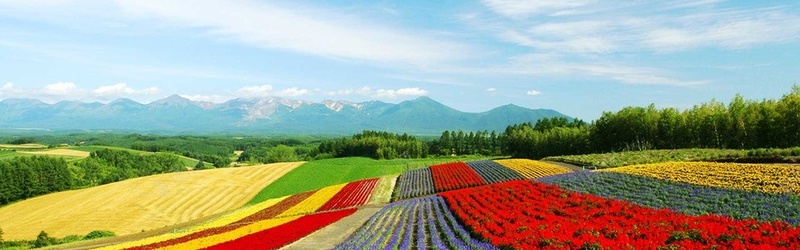 漫山遍野花psd_新图网 https://ixintu.com 山坡 摄影 海报banner 花海 薰衣草 风景