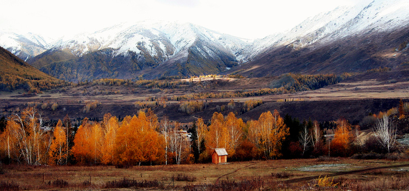 新疆雪山白桦林秋天风景摄影图片