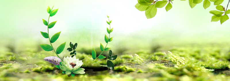 绿色植物海报psd设计背景_新图网 https://ixintu.com 化妆品 夏季 女装 摄影 新品 植物 海报banner 绿色 风景