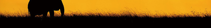 动物迁徙海报背景psd设计背景_新图网 https://ixintu.com 动物剪影 动物迁徙 摄影 斑马 河水 海马 草地剪影 风景 黄色