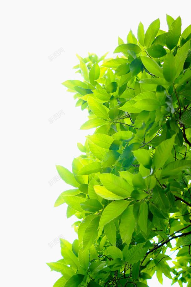 绿色植物绿叶清新jpg设计背景_新图网 https://ixintu.com 清新 绿叶 绿色植物