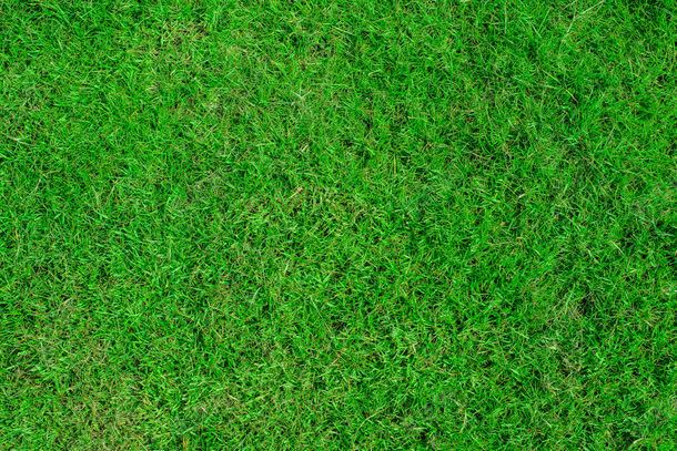 旺盛的草地jpg设计背景_新图网 https://ixintu.com 其它类别 图片素材 旺盛 旺盛的草地图片 旺盛的草地图片素材下载 植物 绿色 绿草 背景花边 草地 草坪
