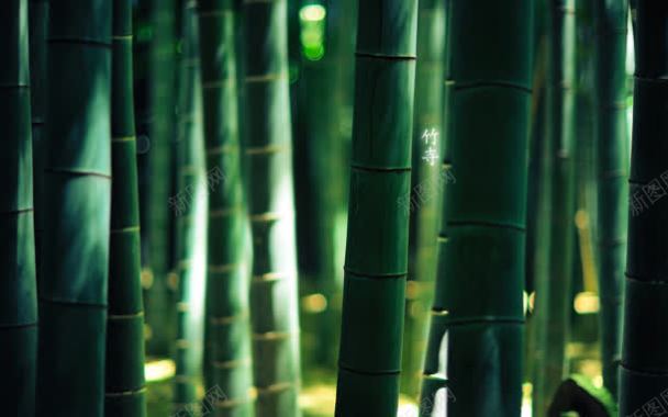 竹子绿色植物清新背景