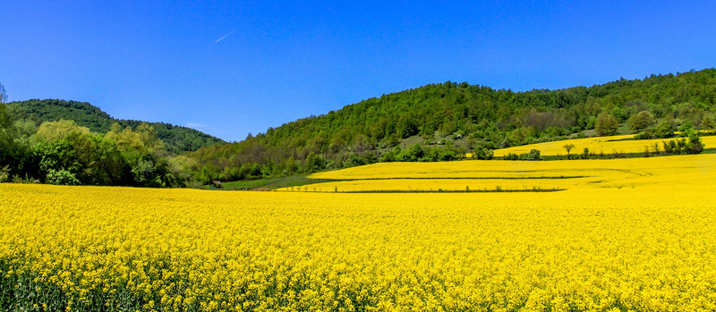 油菜花背景jpg_新图网 https://ixintu.com 摄影 油菜花 油菜花背景 海报banner 花海 风景