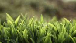 破纸而出破蛹而出努力向上生长的小草高清图片