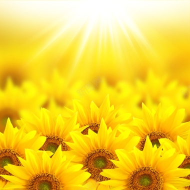 阳光下灿烂的向日葵摄影图片
