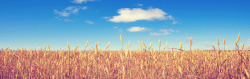 麦穗与蓝天白云图片蓝天白云麦穗农场背景高清图片
