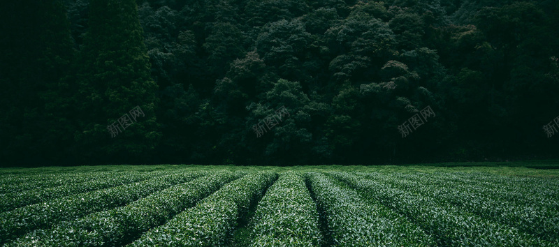 茶文化背景bannerjpg设计背景_新图网 https://ixintu.com banner 全屏背景 小清新背景 简约 简约背景 茶园 茶文化 茶道