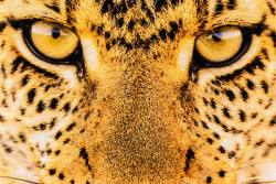 豹子斑纹豹子头部特写高清图片