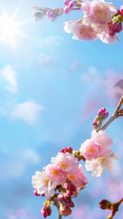艾炙宣传挂春季樱花挂枝头H5背景高清图片