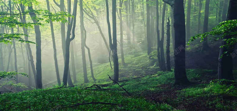 迷雾森林背景图jpg_新图网 https://ixintu.com 摄影 树林 森林 植物 海报banner 绿树 自然风光 迷雾 青草地 风景