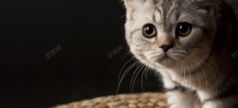 可爱猫咪背景图jpg_新图网 https://ixintu.com 动物 可爱 摄影 海报banner 猫咪 英短 风景