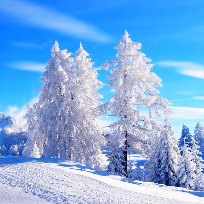 圣诞节首图psd_新图网 https://ixintu.com 主图 冰树 冰花 冰雪 圣诞节 摄影 风景