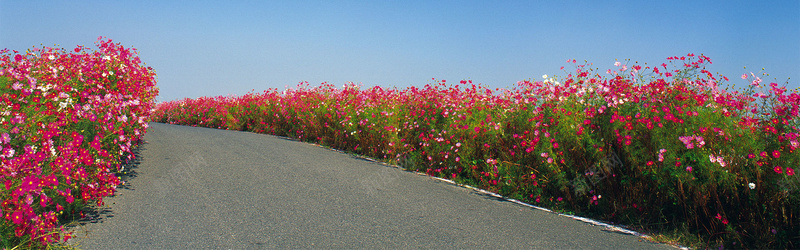 小花道路背景摄影图片