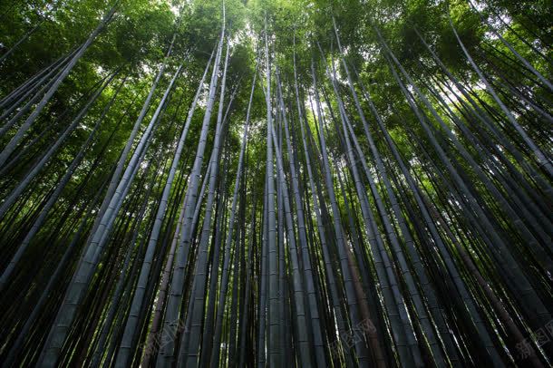 森林植物竹子力挺jpg设计背景_新图网 https://ixintu.com 子力 森林 植物